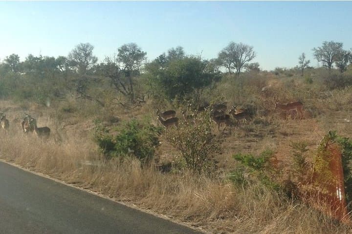 4-Day Kruger National Park Safari: Big Five Game Drives & Mpumalanga Highlights photo 6