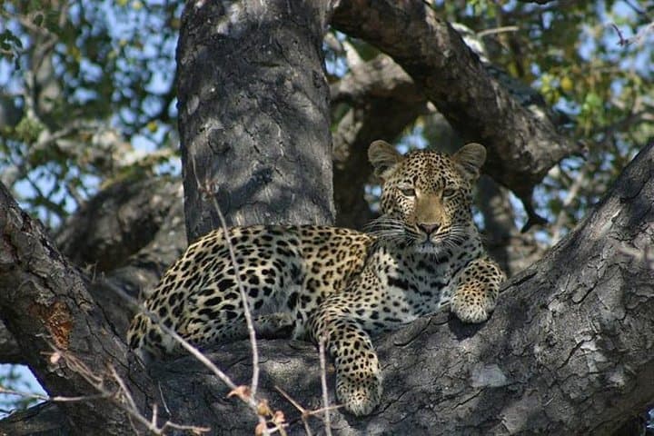 4-Day Kruger National Park Safari: Big Five Game Drives & Mpumalanga Highlights photo 3