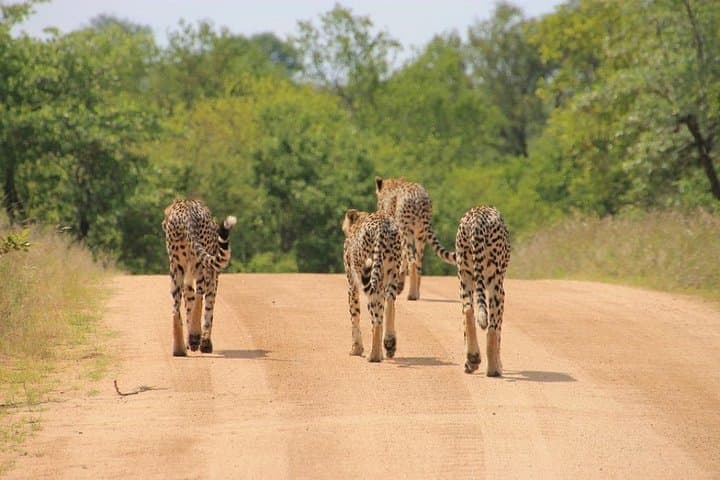 4-Day Kruger National Park Safari: Big Five Game Drives & Mpumalanga Highlights photo 2