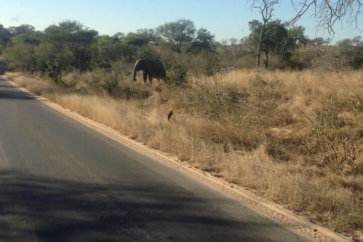 4-Day Kruger National Park Safari: Big Five Game Drives & Mpumalanga Highlights photo 5