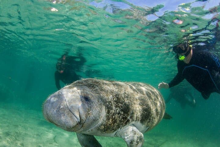 Snorkel with Manatees in Crystal River: Winter Springs Tour Guide