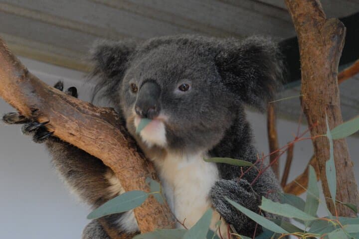 Blue Mountains Highlights: Featherdale Wildlife, Scenic Railway & Three Sisters Day Tour from Sydney photo 2