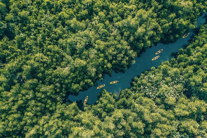 Sunrise Mangrove Kayaking in Bentota — Paddle Sri Lanka's Living Tunnels photo 4