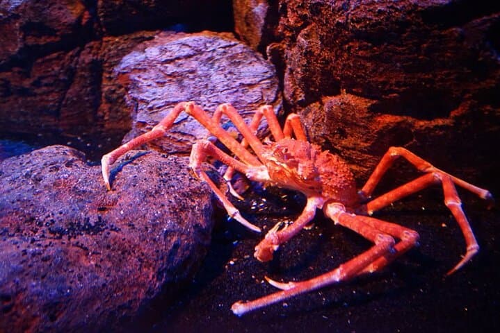 Walk the 100m Tunnel at Underwater World Pattaya — A Practical Visitor's Guide photo 3