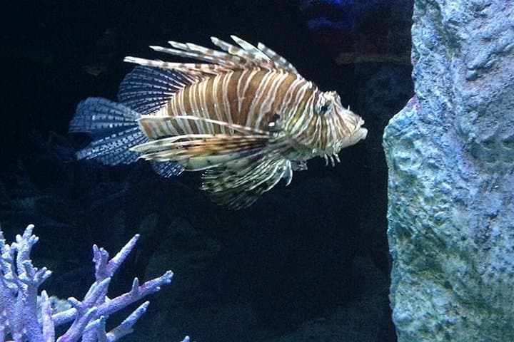 Walk the 100m Tunnel at Underwater World Pattaya — A Practical Visitor's Guide photo 6