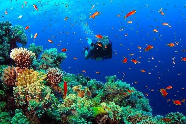 Scuba Diving from Negombo: Coral Reefs, Shipwrecks & Morning Boat Dives photo 2