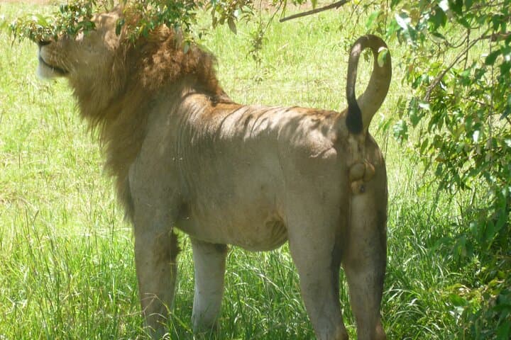 Day Trip to Arusha National Park: Walking Safaris, Momella Lakes & Ngurdoto Crater photo 4