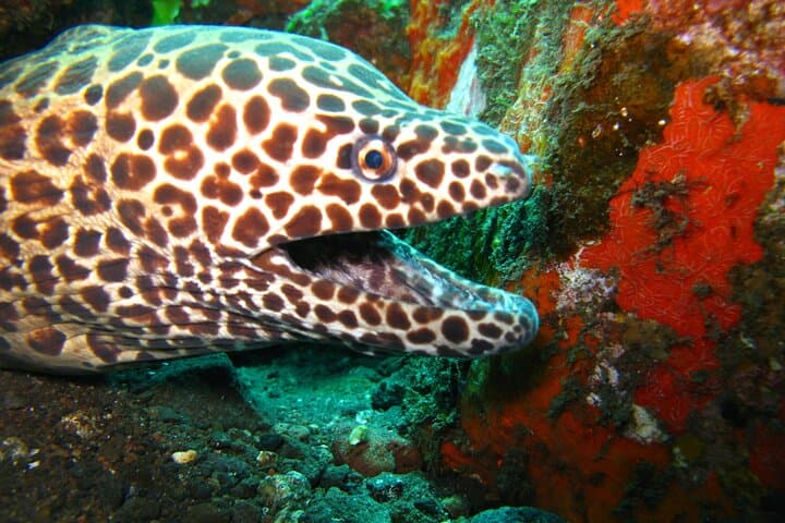 Tulamben USAT Liberty: Full-Day 2-Dive PADI Experience from Bali photo 6