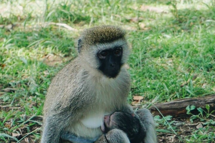 Mount Longonot Day Trek: Rim Walk & Crater Hike from Nairobi photo 2