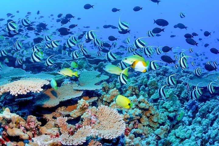Talawila St. Anne's Reef Snorkel — Kalpitiya's Shallow Coral Gardens photo 4