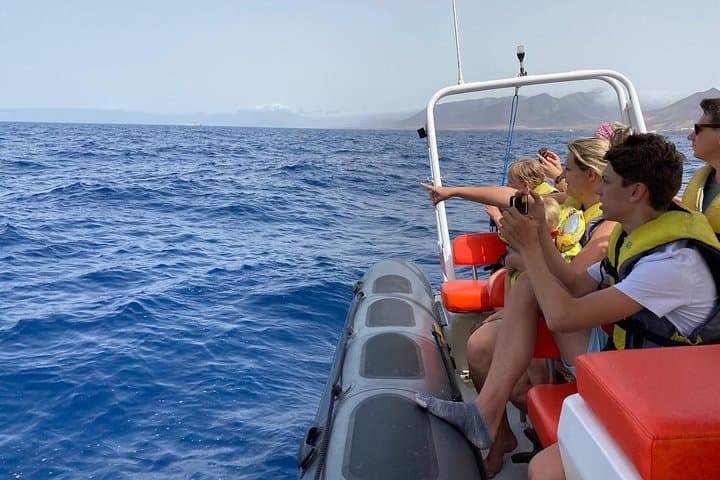 Fuerteventura Dolphin and Whale Watching with Snorkeling — 2-Hour Speedboat Tour photo 3