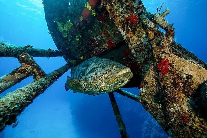 Snorkel Bar Reef Marine Sanctuary: Kalpitiya's Best Shallow-Water Coral Encounter photo 2