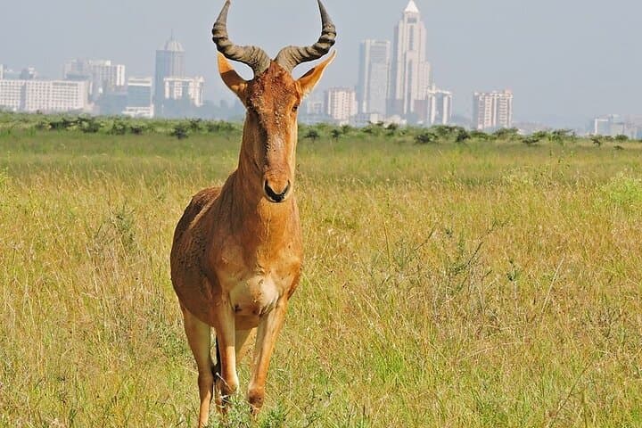 Nairobi Airport Layover: Explore Wildlife at Nairobi National Park During Your Stopover photo 6