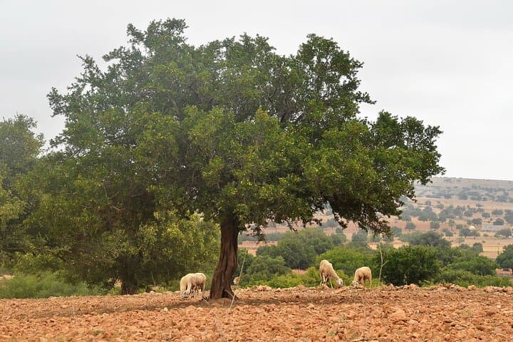 Essaouira Day Trip from Marrakech: Fortified Seaport, Argan Groves & Atlantic Breeze photo 3