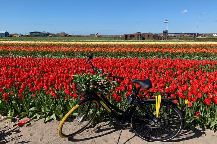 Tulip Fields by Bike: Guided 2.5-Hour Lisse Tulip Bike Tour photo 1
