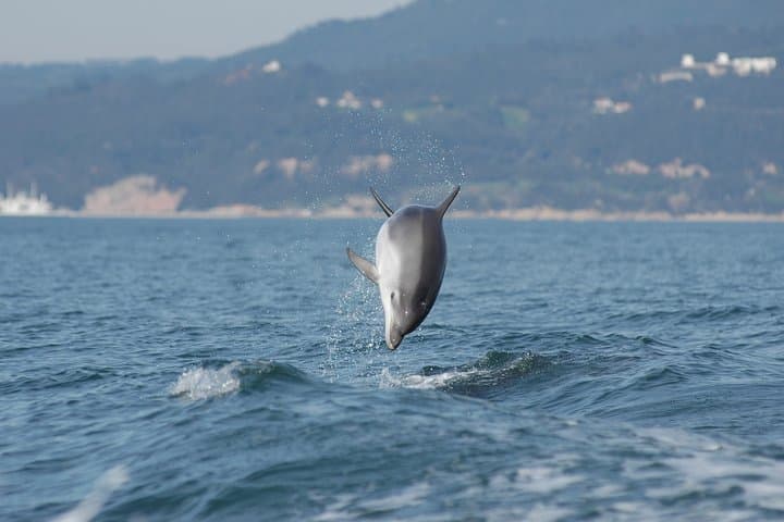 Sesimbra Eco Dolphin Watching & Coastal Cleanup — Lisbon Day Trip