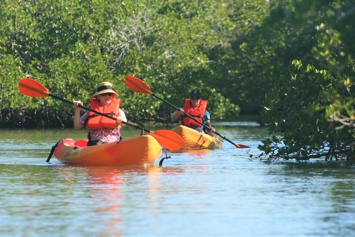 Kayak the Mangroves: Nauti Exposures Single-Kayak Rental in Naples, FL photo 6