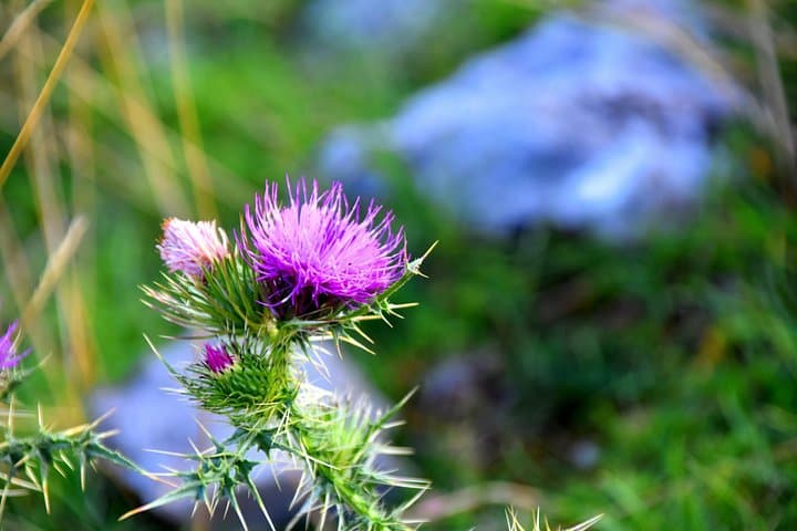 Sunrise Hike to the Gorica Ruins — Berat Early-Morning Walk and Breakfast photo 2