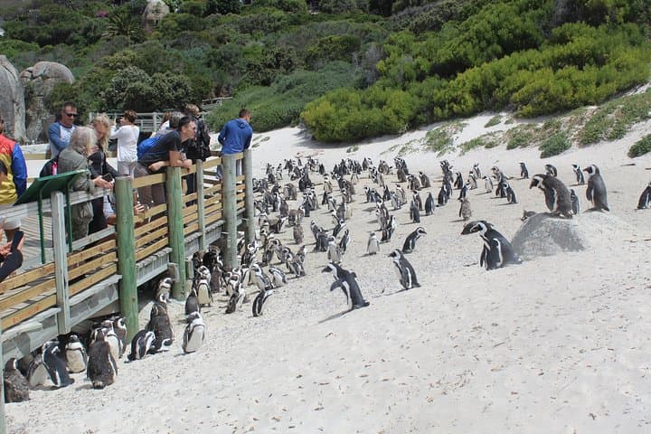 Hermanus Whale Watching, Stony Point Penguins & Wine: Full-Day Private Tour from Cape Town photo 4