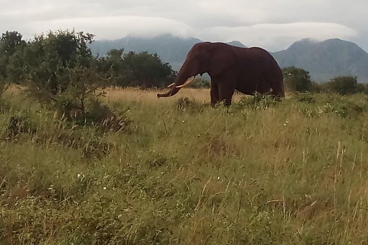 4-Day Tsavo & Taita Hills Safari: Tsavo East, Tsavo West & Salt Lick Lodge