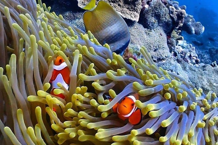 Blue Lagoon Snorkel & Kanto Lampo Waterfall: Full-Day Bali Adventure photo 6