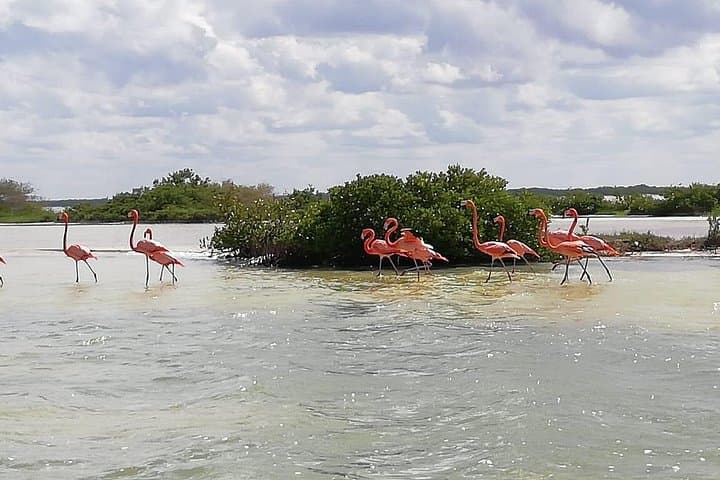 Pink Adventure to Las Coloradas & Río Lagartos: Flamingos, Pink Lakes and Cenote Swim photo 3