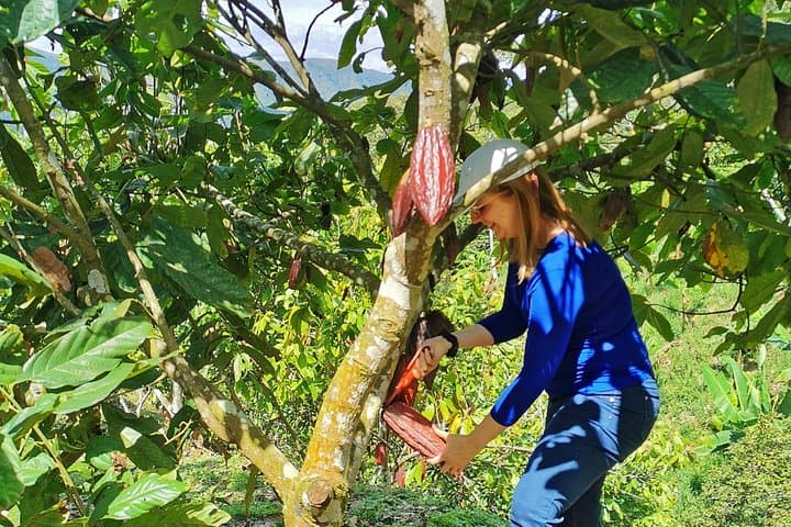 Medellín Coffee & Chocolate Private Farm Tour — Two Farms, One Day photo 4