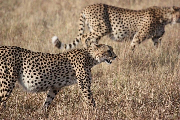 Kruger to Cape Town: 9-Day Private Safari, Panorama Route and Winelands
