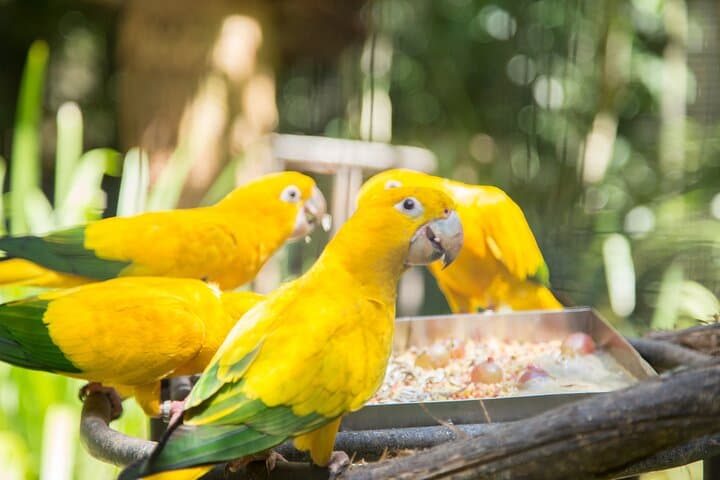 Bird Park Tour at Iguaçu Falls — Atlantic Forest Bird Conservation Experience photo 4