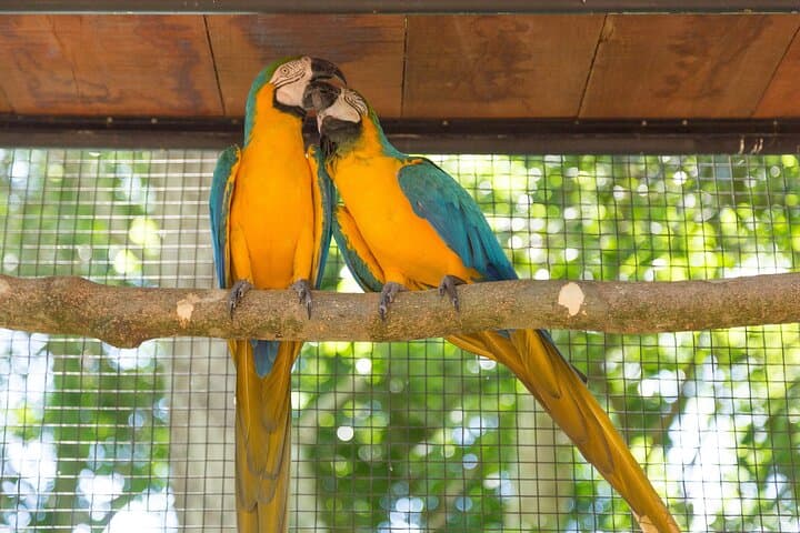 Bird Park Tour at Iguaçu Falls — Atlantic Forest Bird Conservation Experience photo 5