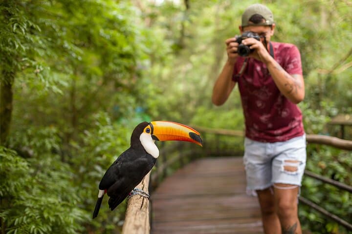 Bird Park Tour at Iguaçu Falls — Atlantic Forest Bird Conservation Experience