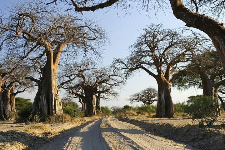 Southern Circuit Safari: 5-Day Nyerere & Mikumi Game-Drive Adventure from Dar es Salaam