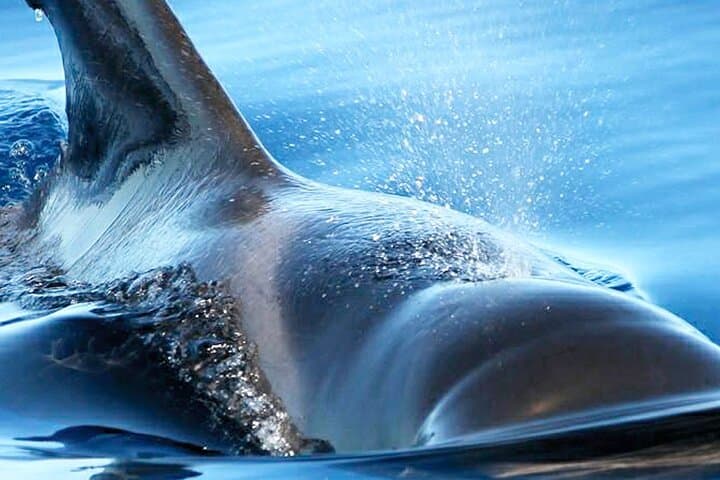 Whale & Dolphin Watching from Las Galletas: 3-Hour Mustcat Catamaran Experience photo 3