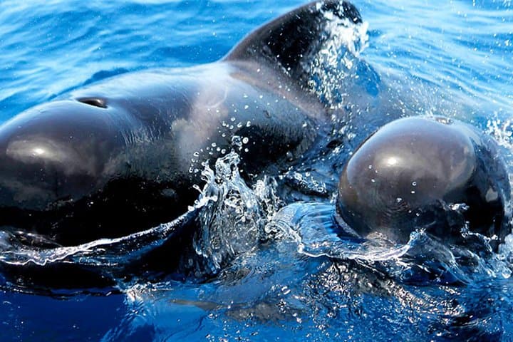 Whale & Dolphin Watching from Las Galletas: 3-Hour Mustcat Catamaran Experience photo 4
