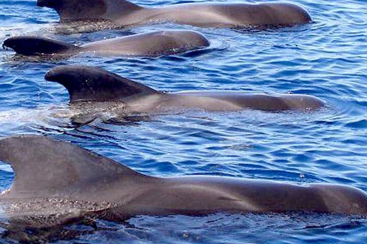 Whale & Dolphin Watching from Las Galletas: 3-Hour Mustcat Catamaran Experience photo 5