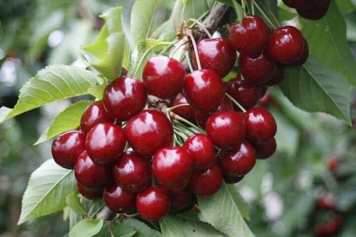 Melbourne Fruit-Picking Day Trip to Yarra Valley’s Blue Hills & Rayners Orchards