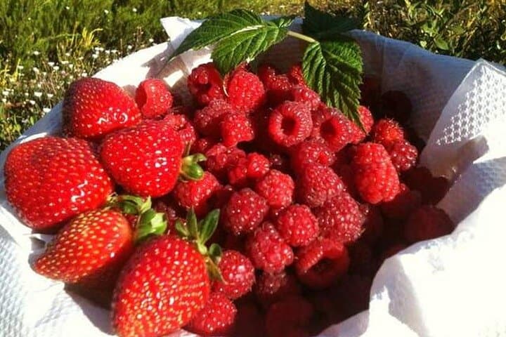 Melbourne Fruit-Picking Day Trip to Yarra Valley’s Blue Hills & Rayners Orchards photo 2