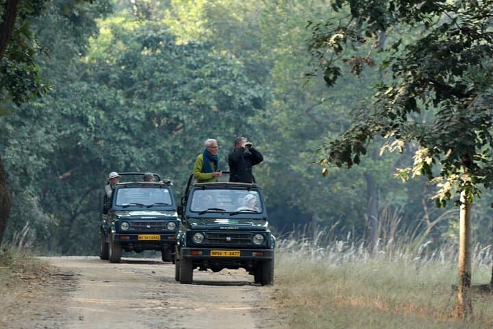 Four-Park Tiger Safari: Bandhavgarh, Kanha, Pench & Tadoba Expedition