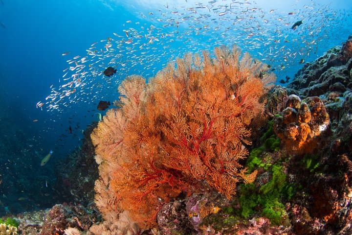 Discover Scuba Diving in Amed: Half-Day Intro with Two Shallow Reef Dives photo 5