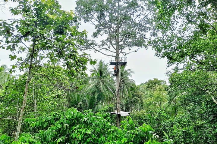 Samui Zipline Adventure: Soar Above Koh Samui's Rainforest Canopy