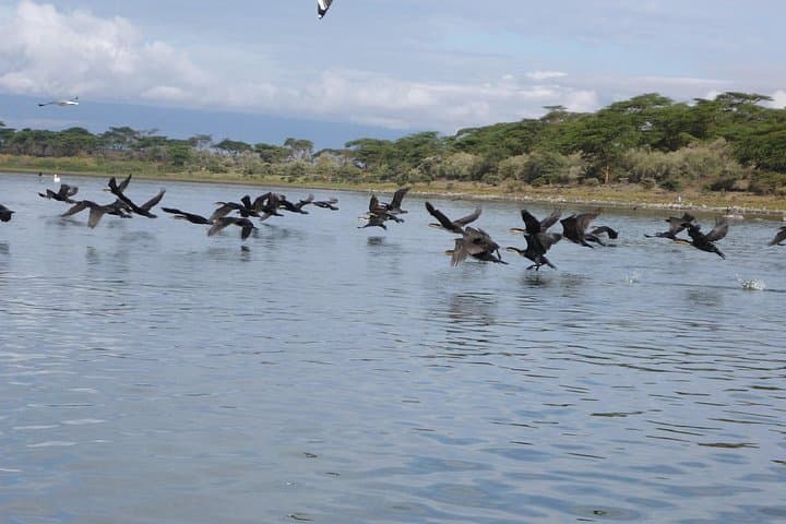 5-Day Safari: Lake Naivasha, Hells Gate & Maasai Mara Wildlife Experience photo 1