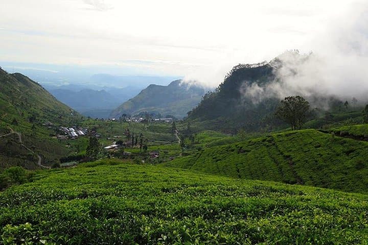 Haputale's Tea Trail: Lipton's Seat and Dambatenna Tea Factory Day Tour photo 1