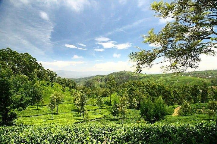 Haputale's Tea Trail: Lipton's Seat and Dambatenna Tea Factory Day Tour photo 2