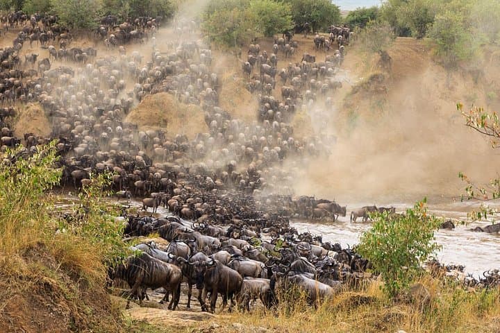 Witness the Great Wildebeest Migration: 8-Day Mara River Crossing Safari photo 4