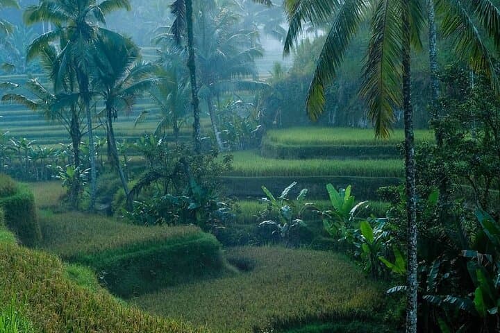 Ubud Private All-Inclusive Tour with Jungle Swing: Monkey Forest, Tegalalang & Tegenungan photo 1