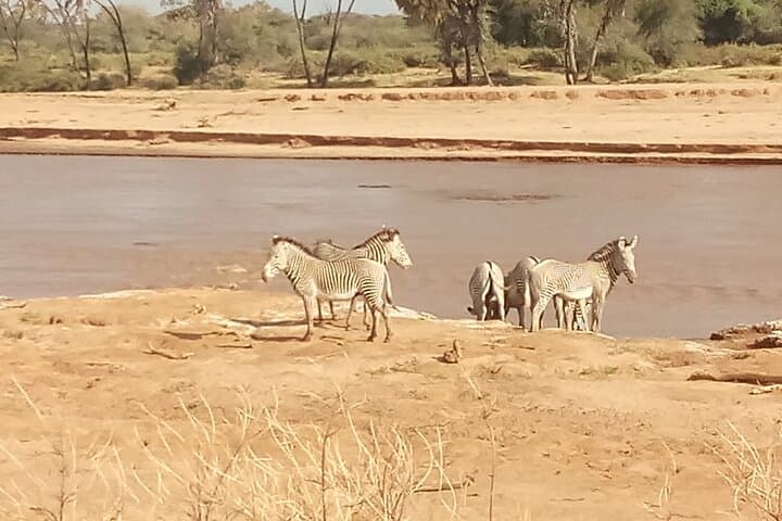 5-Day Samburu & Meru Safari: Wildlife, Migration and Adamson Legacy photo 1