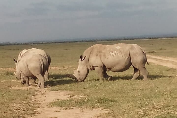 5-Day Safari: Samburu, Ol Pejeta, Hell's Gate & Lake Naivasha from Nairobi