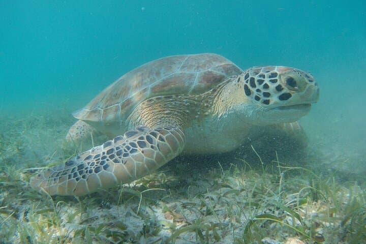 Private St. John Snorkel Charter from St. Thomas — Full-Day 55ft Yacht photo 6
