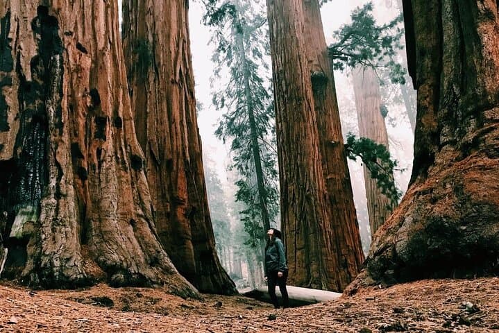 Private Muir Woods and San Francisco Highlights Car Tour — Full-Day from SF