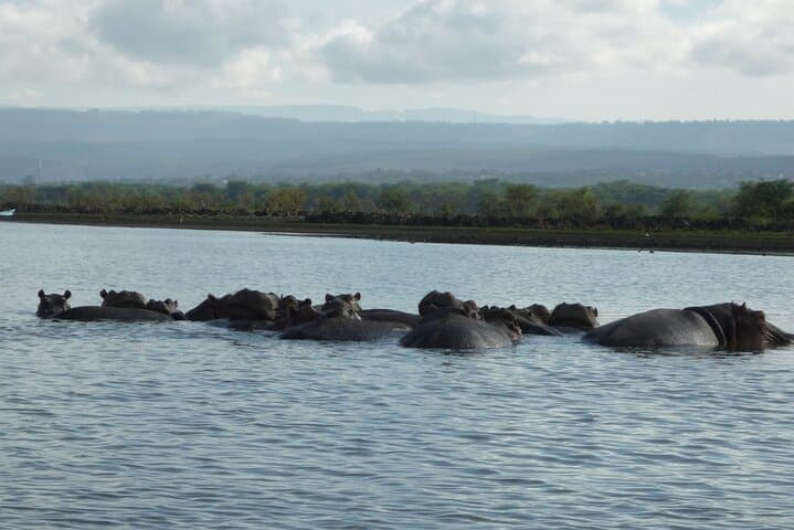 5-Day Kenya Safari: Amboseli, Lake Naivasha & Maasai Mara Wildlife Circuit